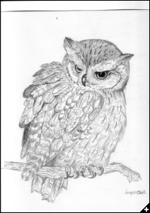 [Angela's Owl Drawings]