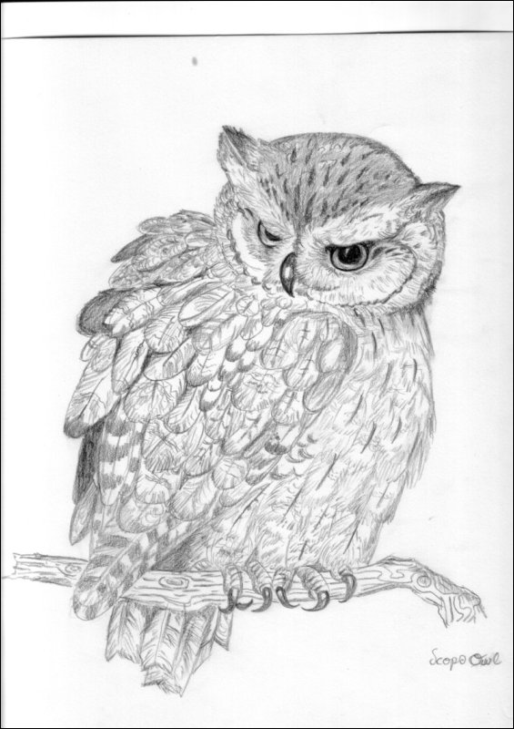 [Angela's Owl Drawings.JPG]