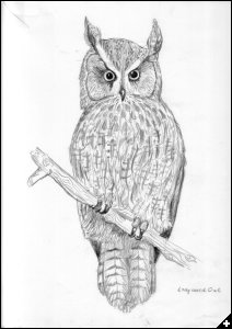 [Angela's set of owl drawings]