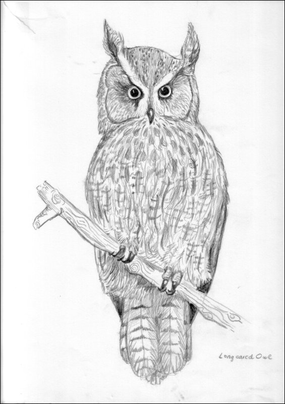 [Angela's set of owl drawings.JPG]