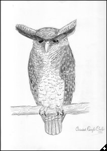 [Owl Drawings by angela]