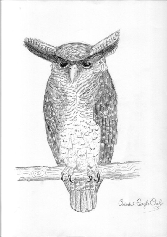 [Owl Drawings by angela.JPG]