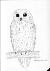 [Owl]