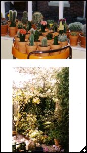 [Angela's collection of Cacti & the garden]
