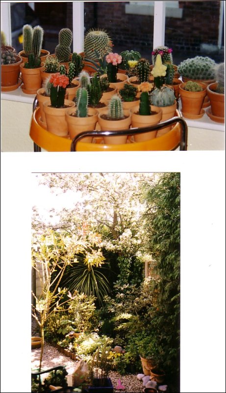 [Angela's collection of Cacti & the garden.jpg]